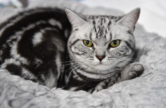 Russia Cat Show