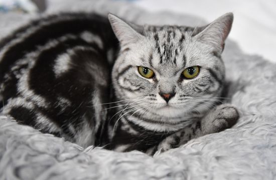 Russia Cat Show