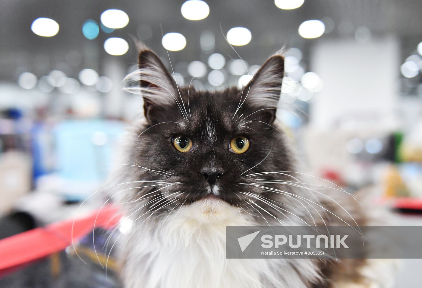 Russia Cat Show