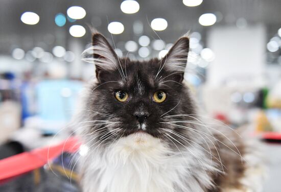 Russia Cat Show