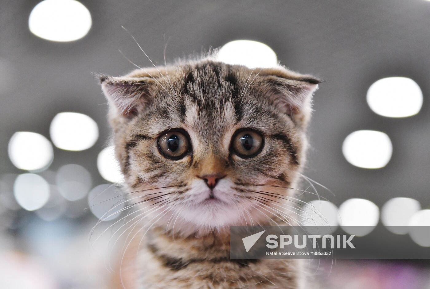 Russia Cat Show