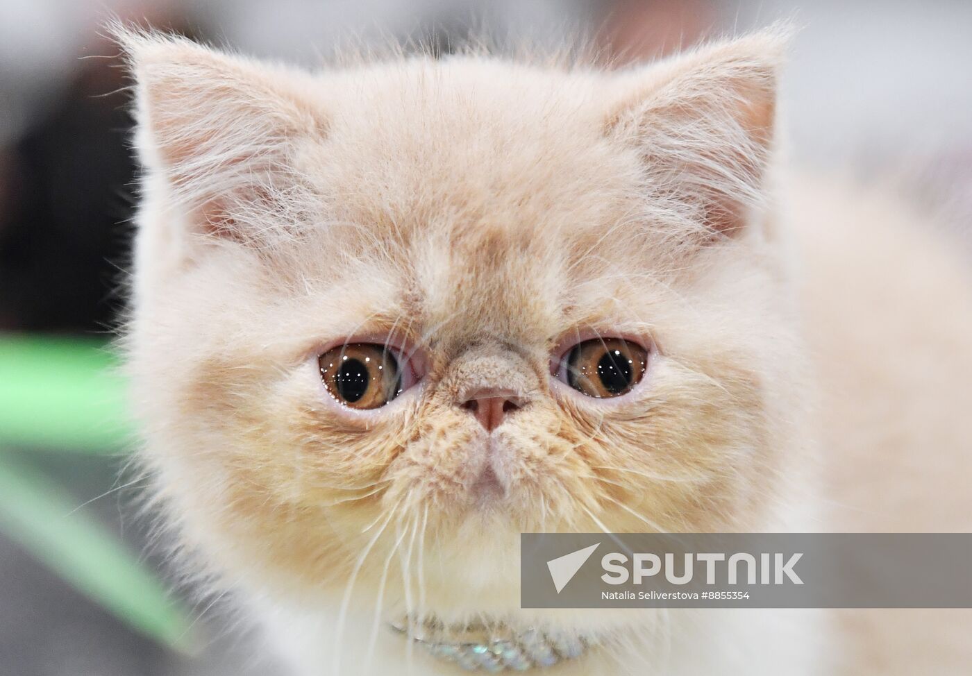 Russia Cat Show
