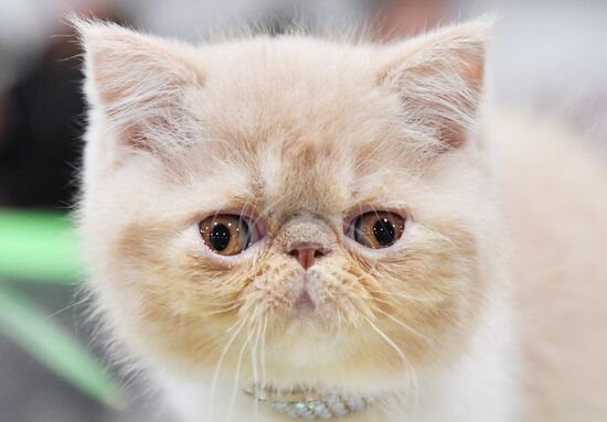 Russia Cat Show