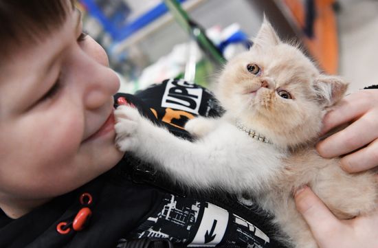 Russia Cat Show