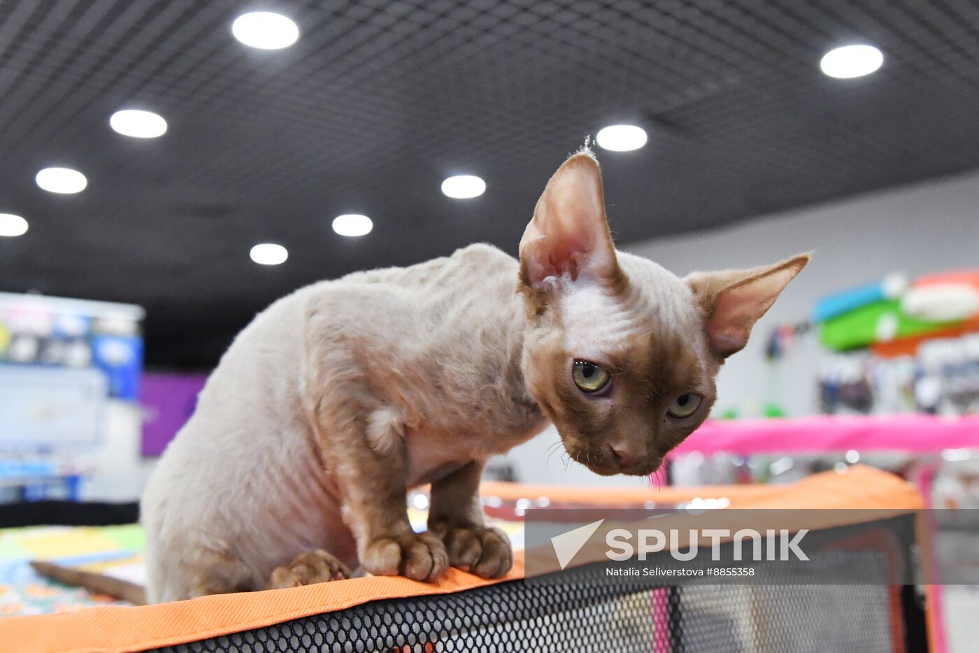 Russia Cat Show