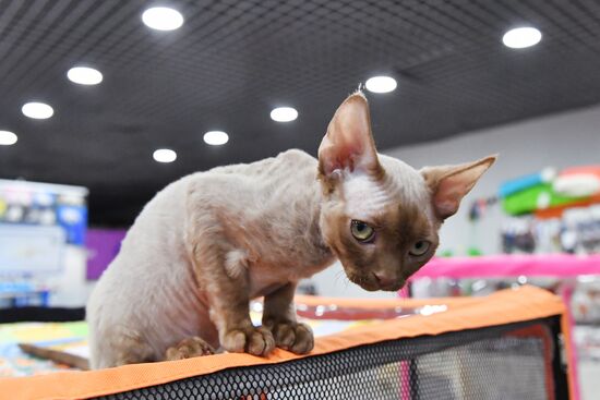 Russia Cat Show