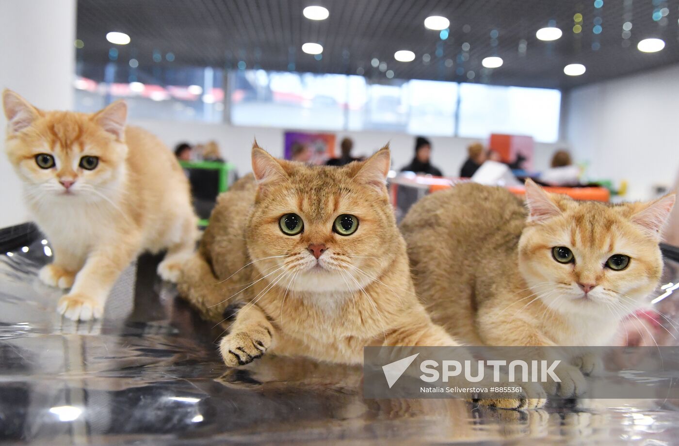 Russia Cat Show