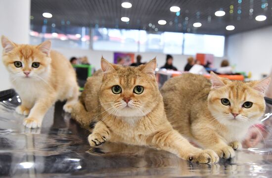 Russia Cat Show