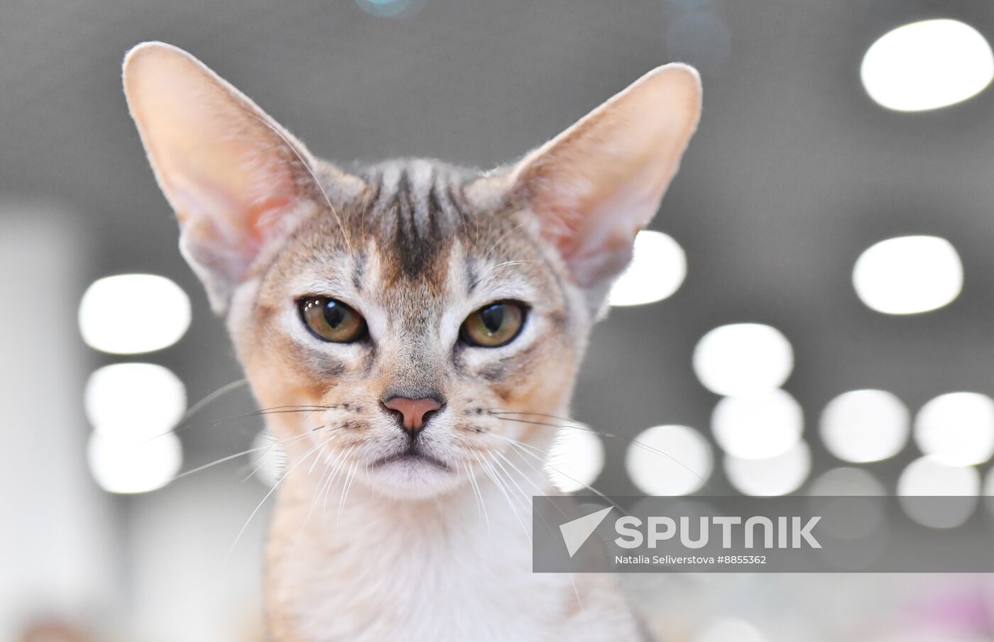 Russia Cat Show