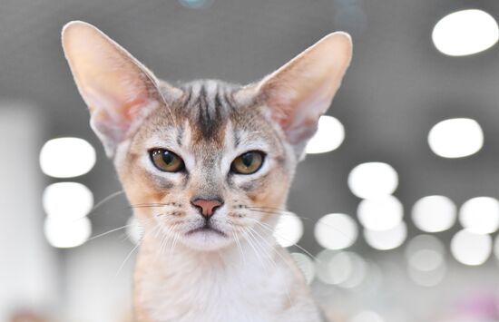 Russia Cat Show