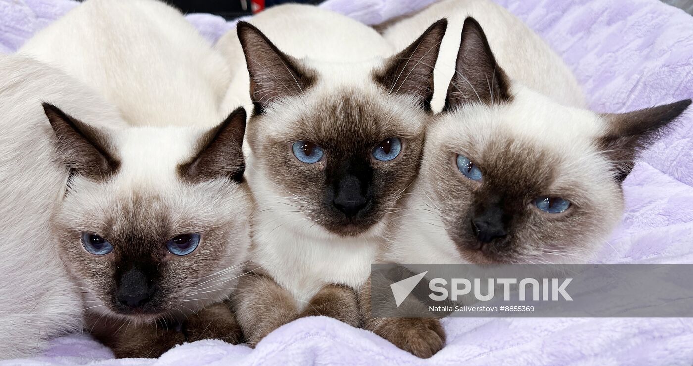 Russia Cat Show