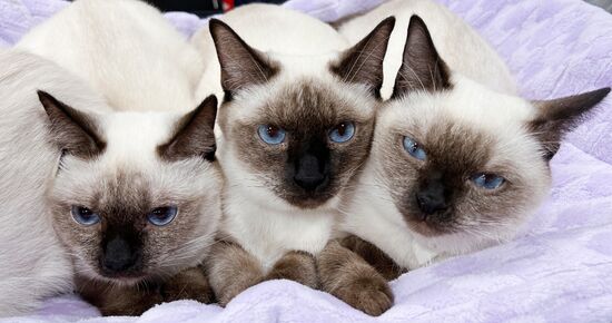 Russia Cat Show