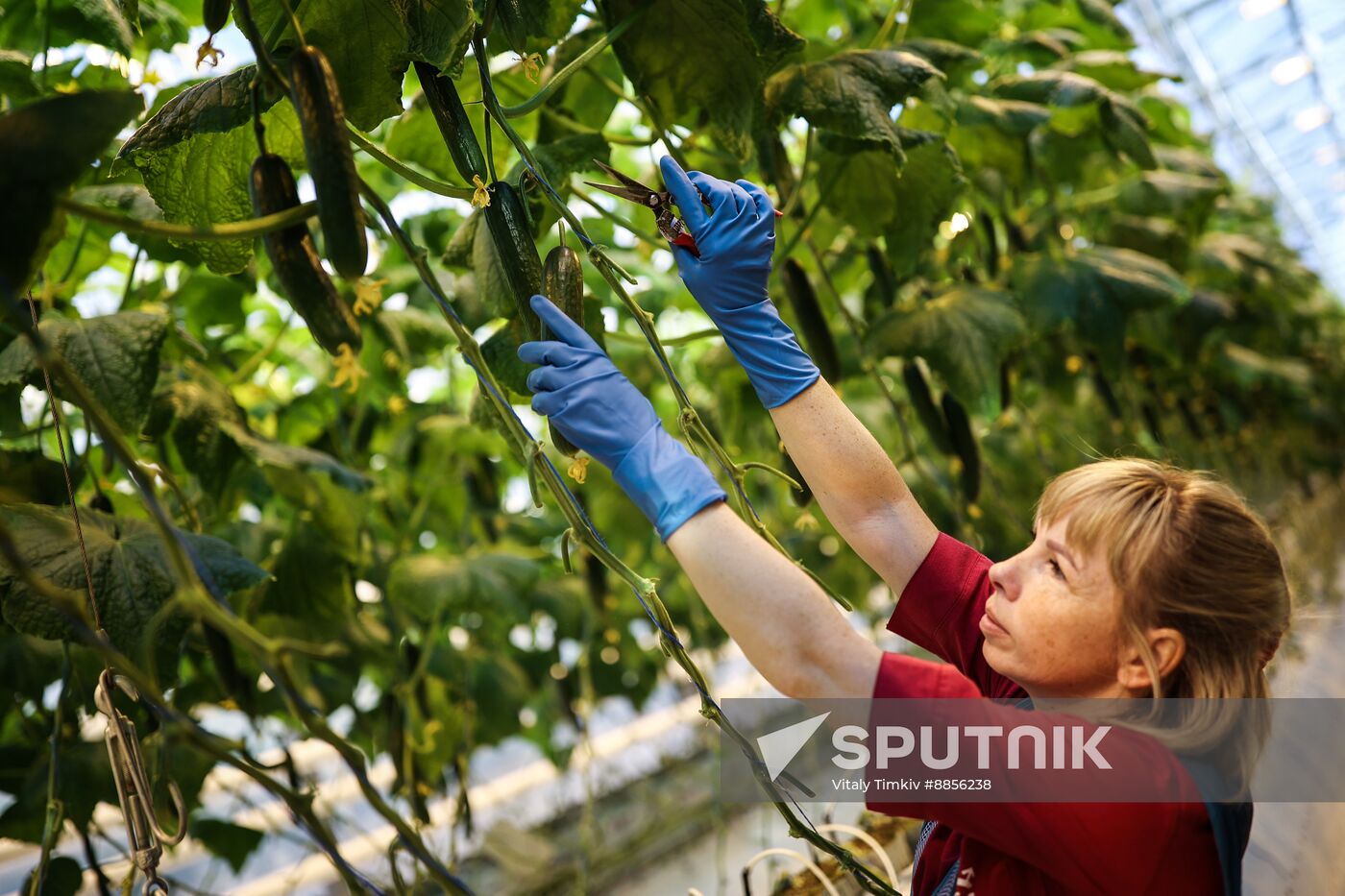 Russia Agriculture Vegetables Growing