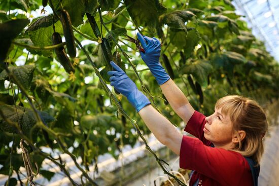 Russia Agriculture Vegetables Growing