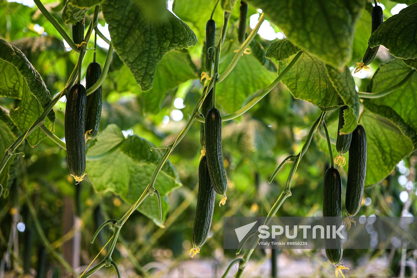Russia Agriculture Vegetables Growing