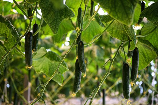 Russia Agriculture Vegetables Growing
