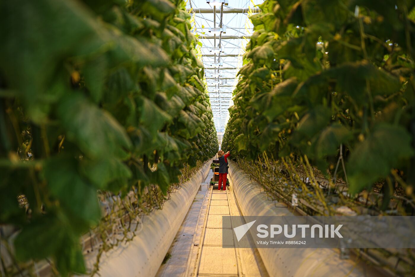 Russia Agriculture Vegetables Growing