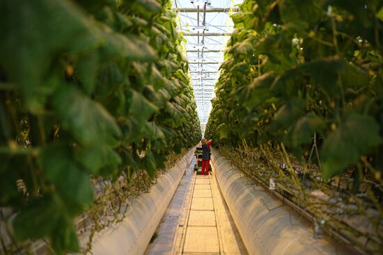 Russia Agriculture Vegetables Growing