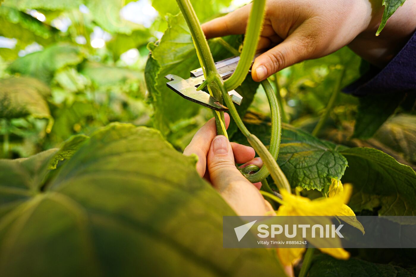 Russia Agriculture Vegetables Growing