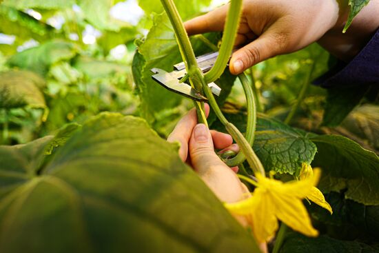 Russia Agriculture Vegetables Growing