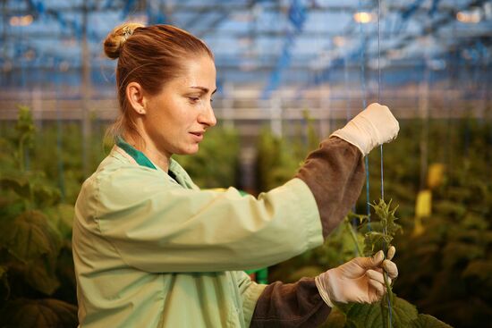 Russia Agriculture Vegetables Growing
