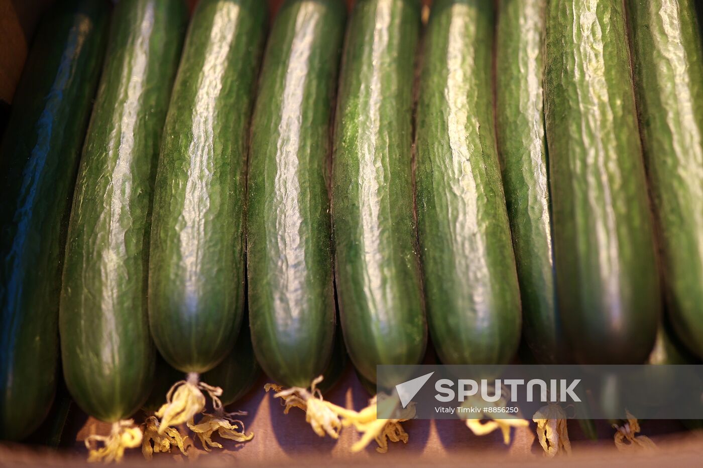 Russia Agriculture Vegetables Growing