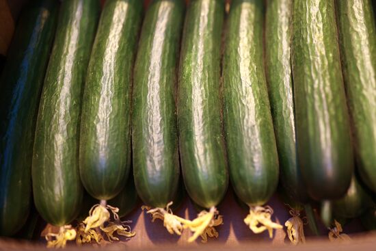 Russia Agriculture Vegetables Growing