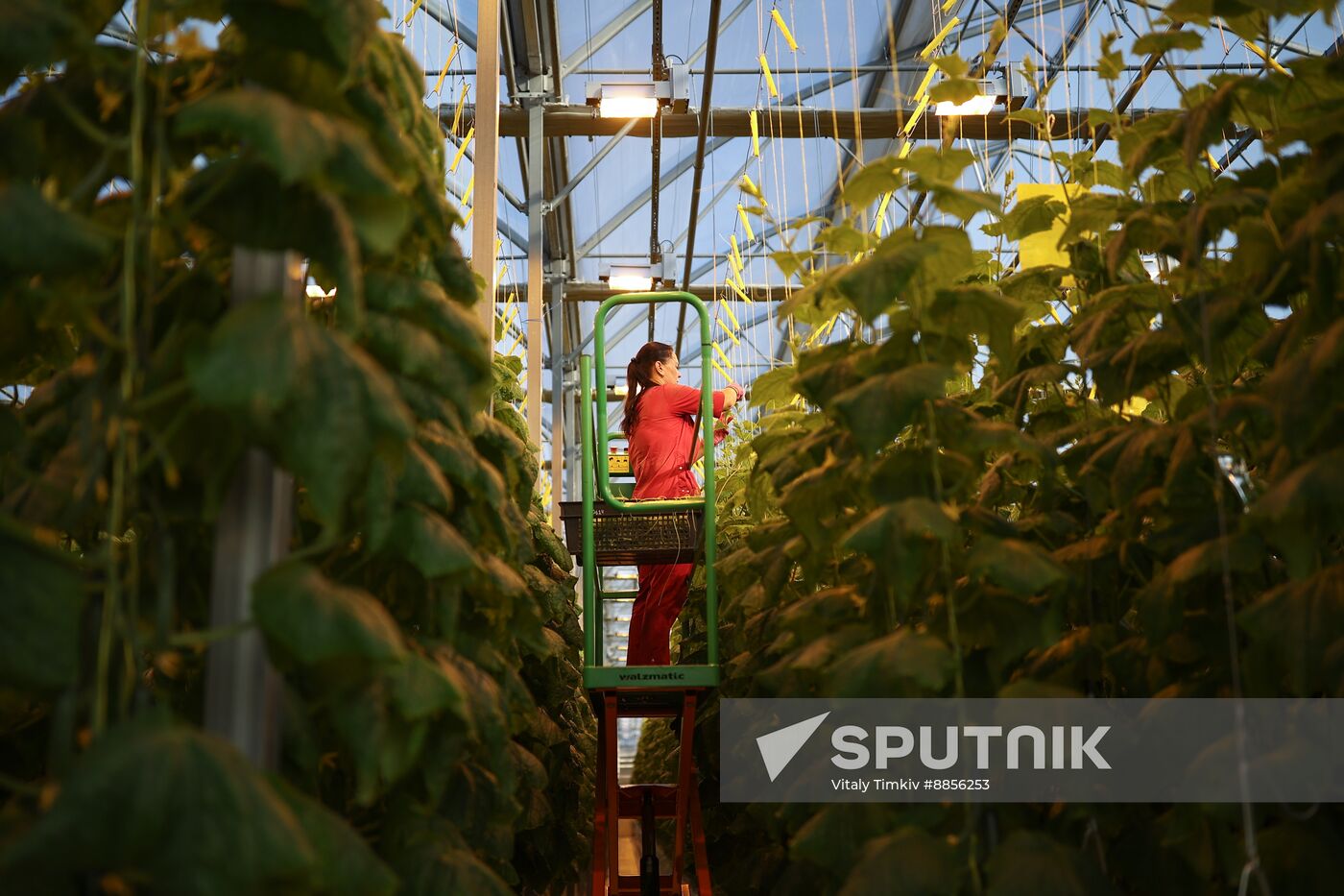 Russia Agriculture Vegetables Growing