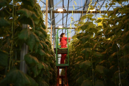Russia Agriculture Vegetables Growing
