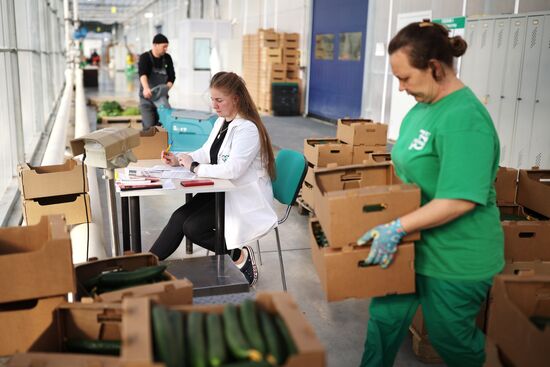 Russia Agriculture Vegetables Growing