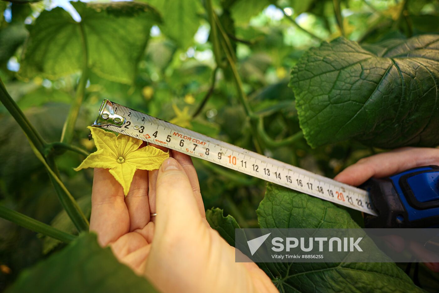 Russia Agriculture Vegetables Growing