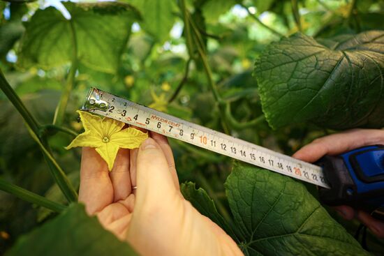 Russia Agriculture Vegetables Growing