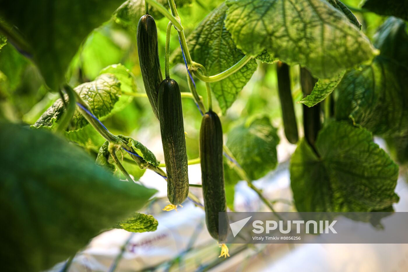 Russia Agriculture Vegetables Growing