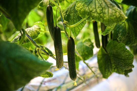 Russia Agriculture Vegetables Growing