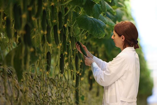 Russia Agriculture Vegetables Growing