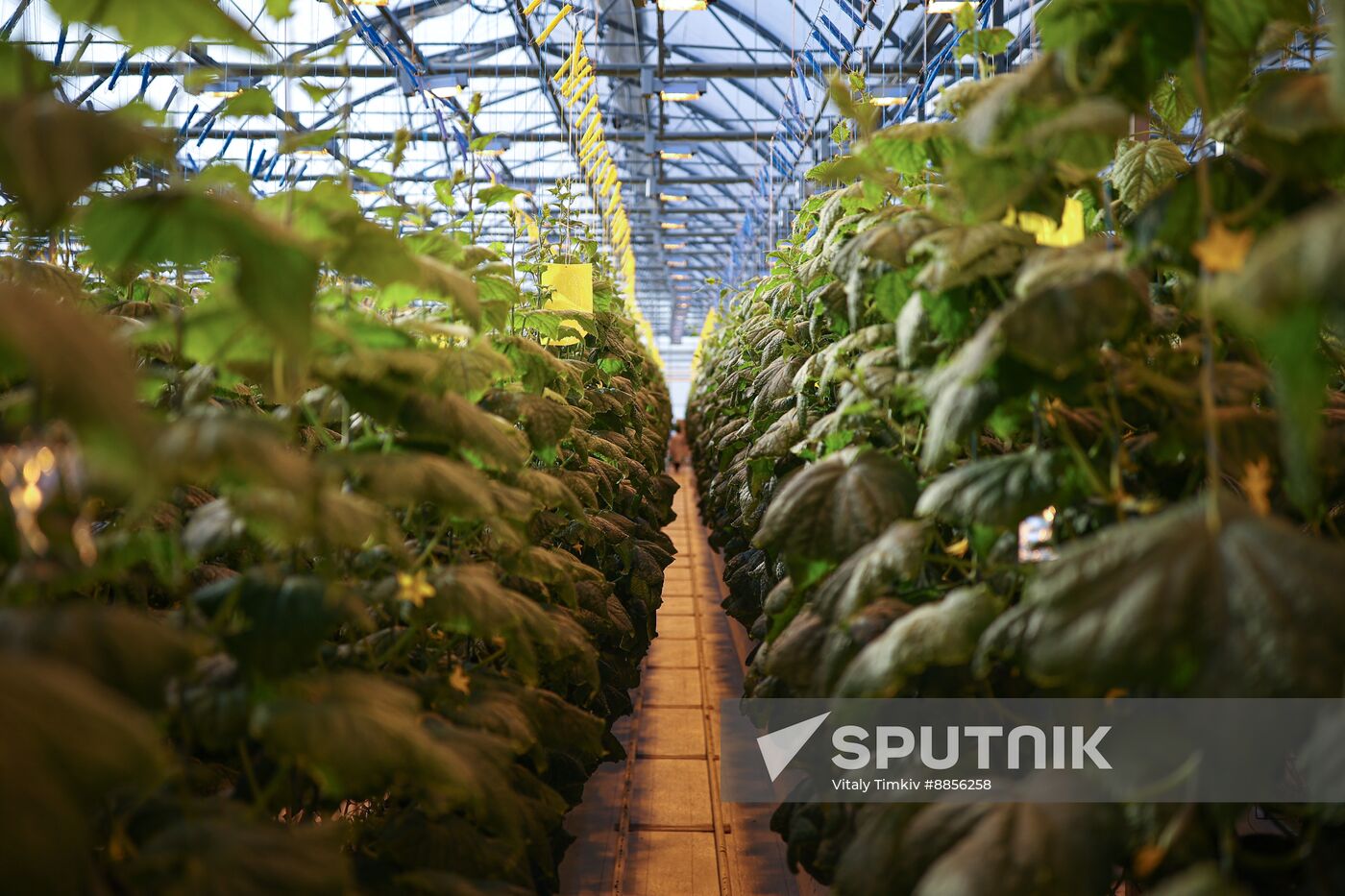 Russia Agriculture Vegetables Growing
