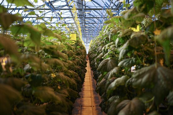 Russia Agriculture Vegetables Growing