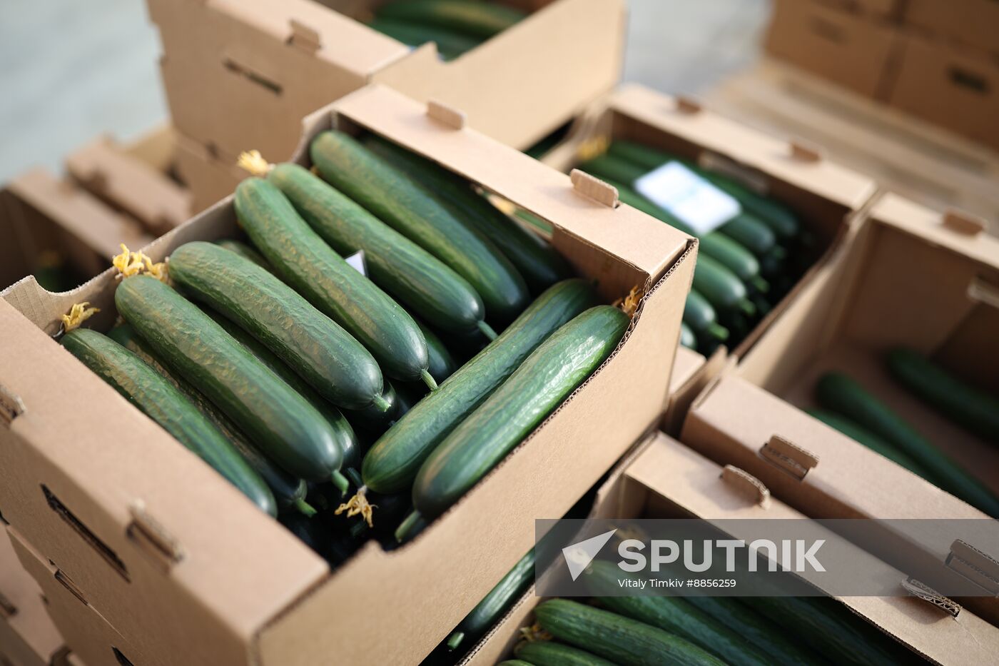 Russia Agriculture Vegetables Growing