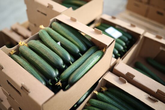 Russia Agriculture Vegetables Growing