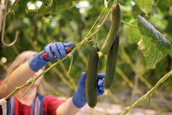 Russia Agriculture Vegetables Growing