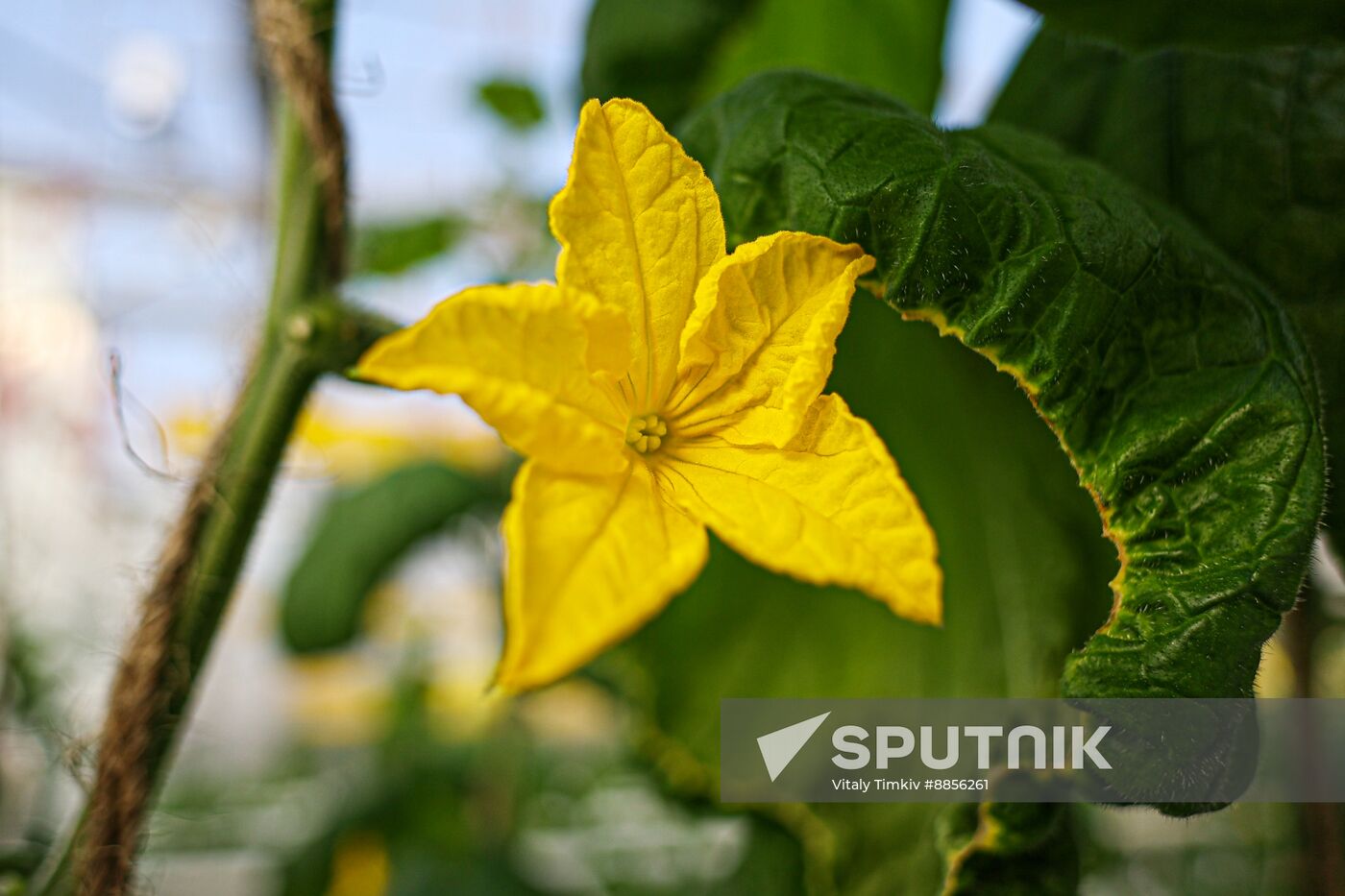 Russia Agriculture Vegetables Growing