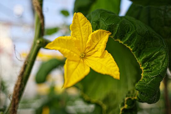 Russia Agriculture Vegetables Growing