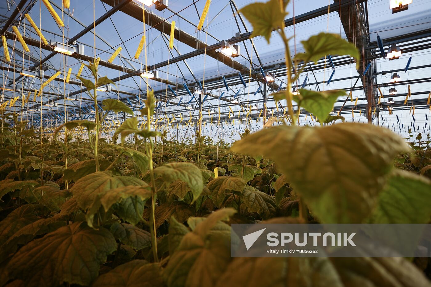 Russia Agriculture Vegetables Growing