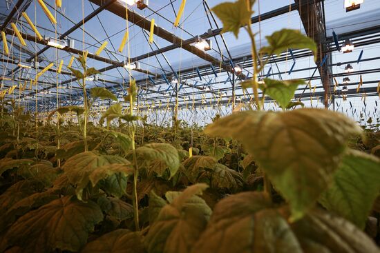 Russia Agriculture Vegetables Growing
