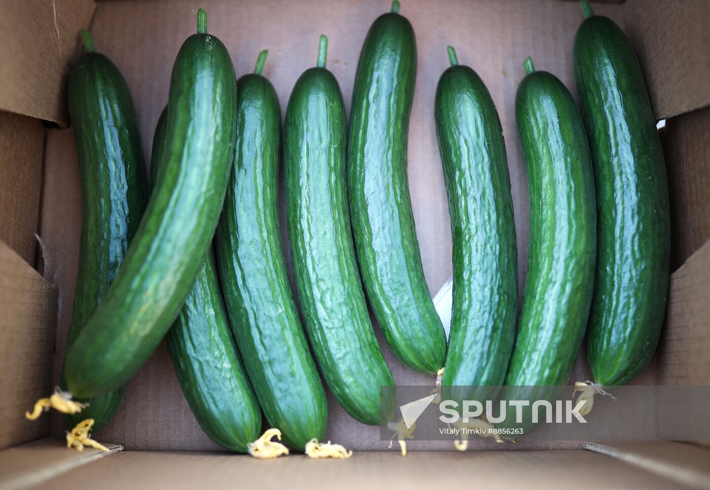 Russia Agriculture Vegetables Growing