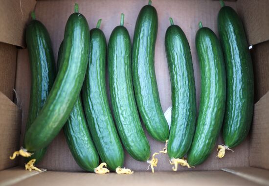 Russia Agriculture Vegetables Growing