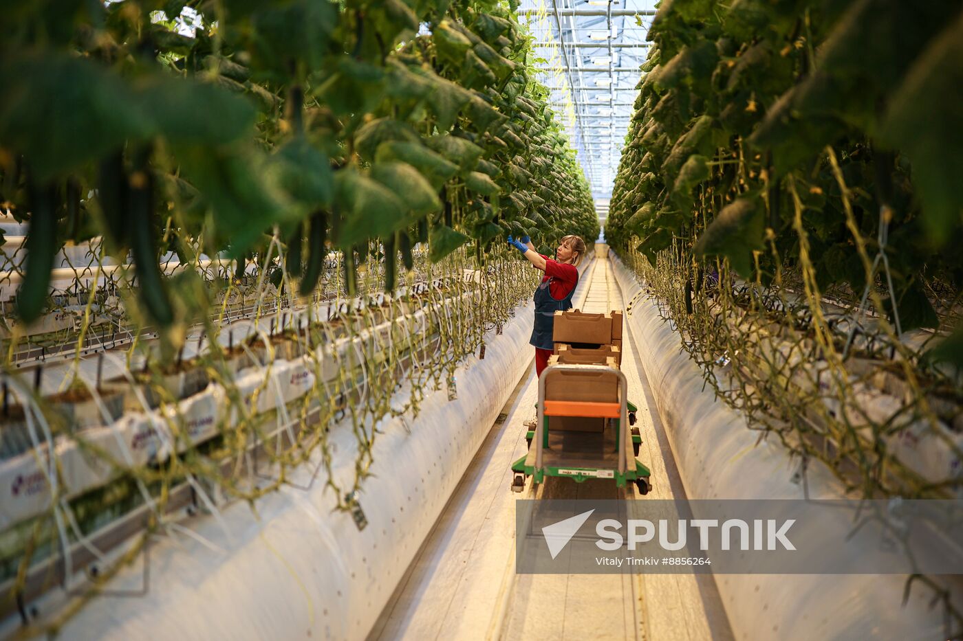 Russia Agriculture Vegetables Growing