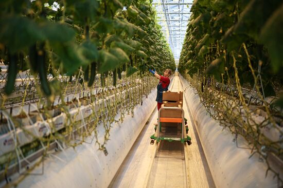 Russia Agriculture Vegetables Growing