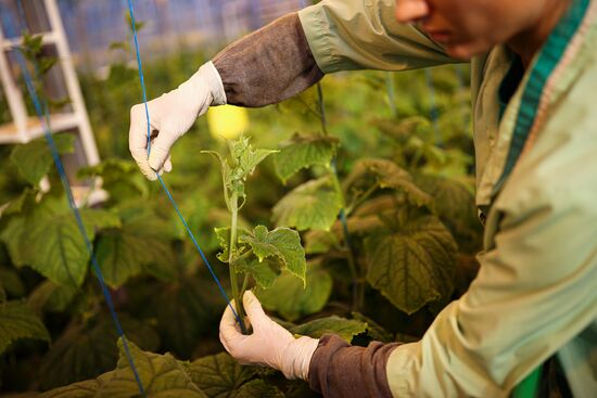 Russia Agriculture Vegetables Growing