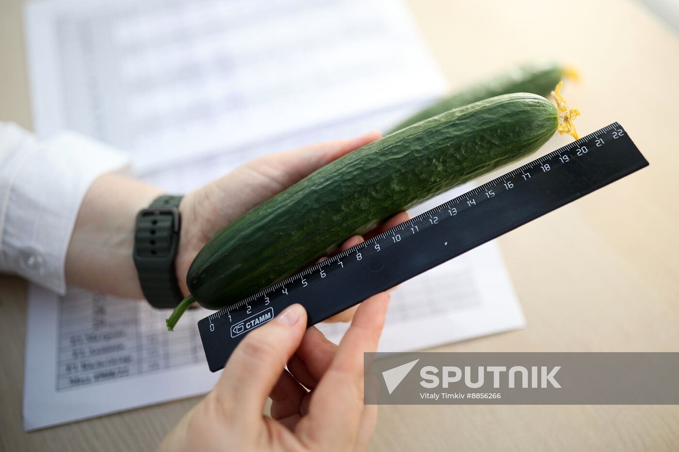 Russia Agriculture Vegetables Growing